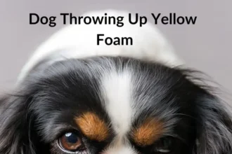 Dog Throwing Up Yellow Bile