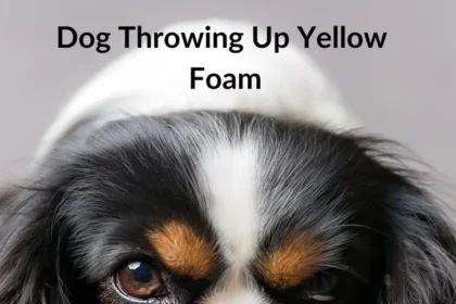 Dog Throwing Up Yellow Bile