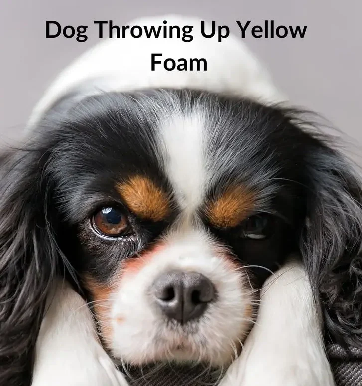 Dog Throwing Up Yellow Bile