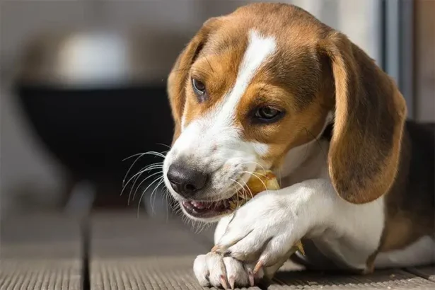 Why Do Dogs Lick Their Paws