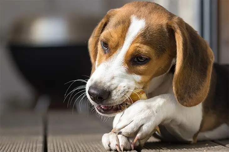 Why Do Dogs Lick Their Paws Why Do Dogs Lick Their Paws