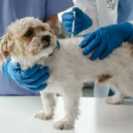 Distemper Immunization in Dogs