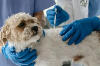 Distemper Immunization in Dogs