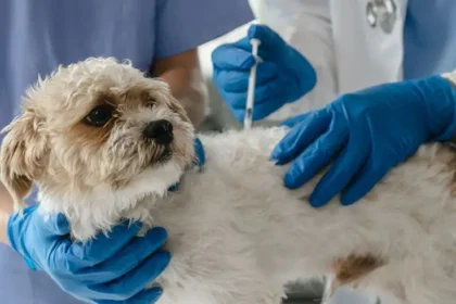 Distemper Immunization in Dogs