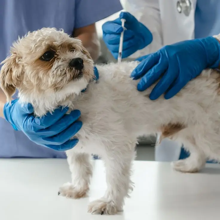 Distemper Immunization in Dogs Distemper Immunization in Dogs