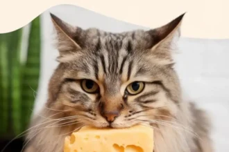 Can Cats Eat Cheese