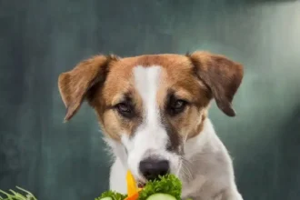 Vegetables Dogs Can Eat